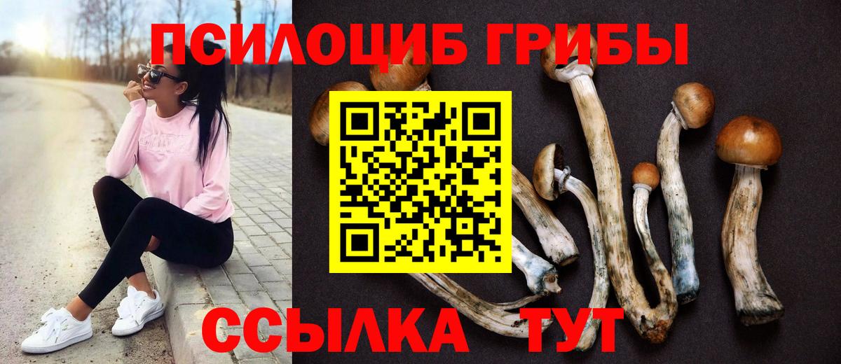 Псилоцибиновые грибы GOLDEN TEACHER Дальнегорск